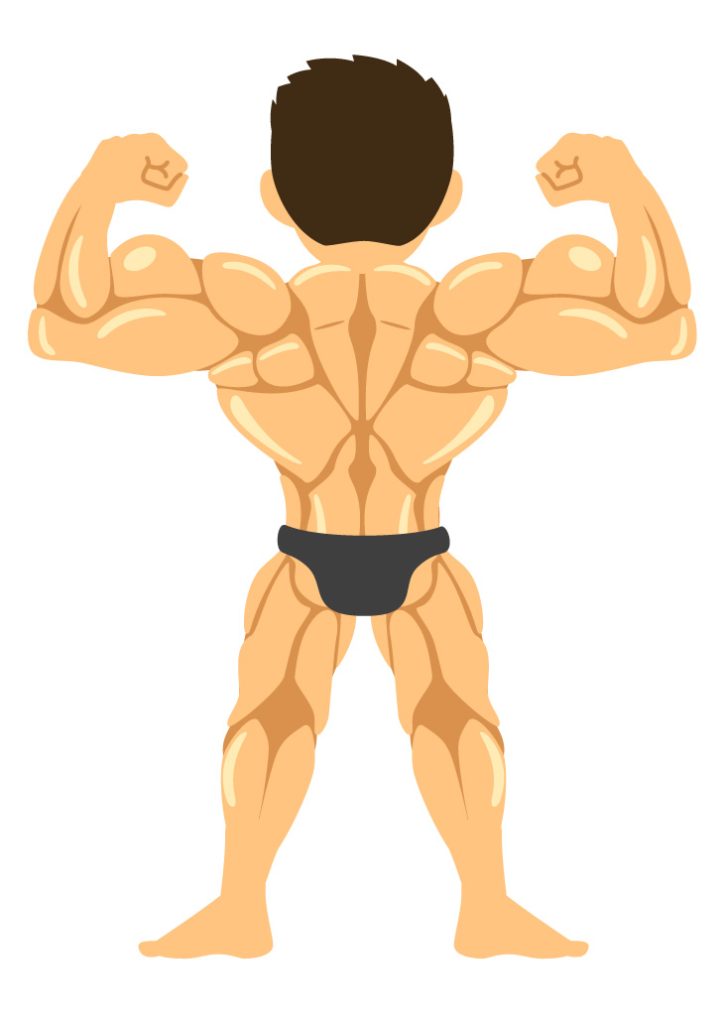 背中の筋肉の画像